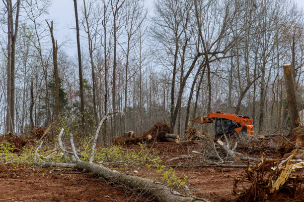 Best Tree Maintenance Programs  in Edmonston, MD
