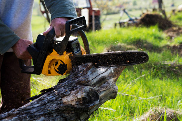 Best Tree Preservation Services  in Edmonston, MD
